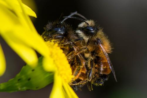 Réf. 203 703 : Osmia bicornis