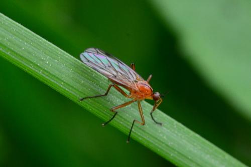 Réf. 203 753 : Empis stercorea