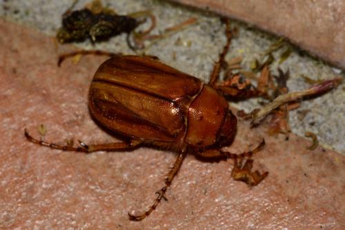 Melolonthinae