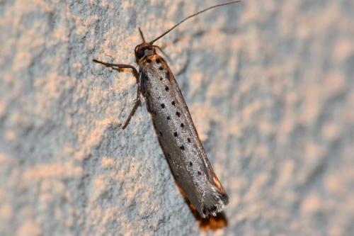 Yponomeuta sedella
