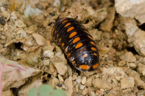 Glomeris guttata