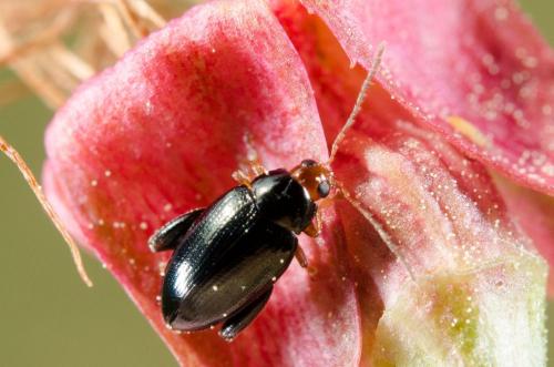 Réf. 203 029 : Psylliodes chrysocephala