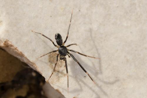 Réf. 203 030 : Liophrurillus flavitarsis