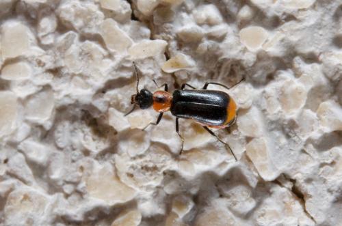 Attalus minimus