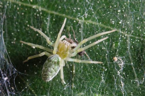 Nigma walckenaeri