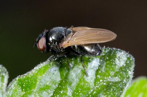 Dasiops sp.