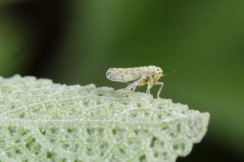 Réf. 203 445 : Eupteryx decemnotata