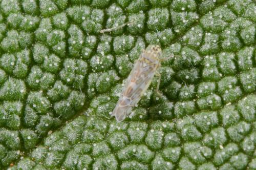 Réf. 203 446 : Eupteryx decemnotata