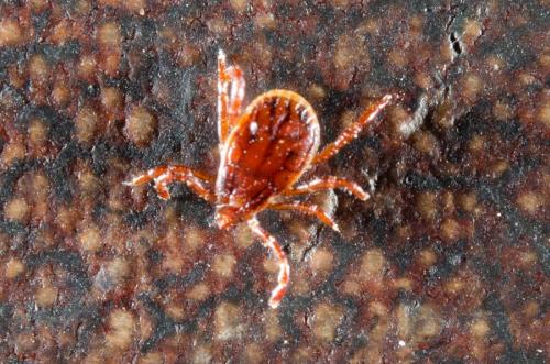 Réf. 203 531 : Rhipicephalus pusillus