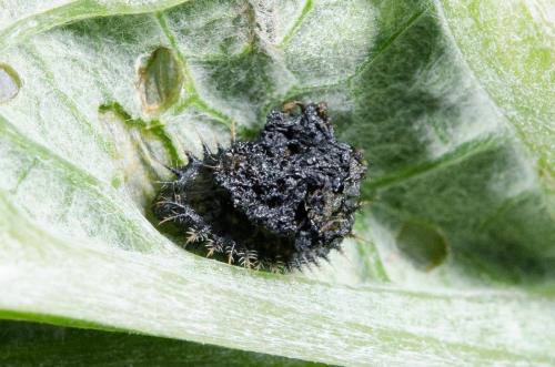 Cassida deflorata