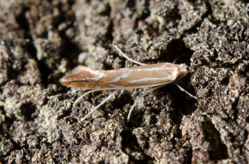 Réf. 203 834 : Phyllonorycter sp.