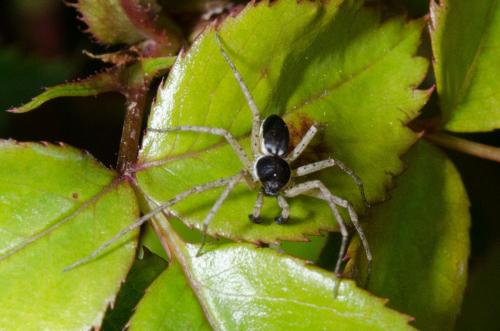 Réf. 203 890 : Philodromus dispar