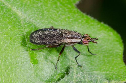 Euthycera sp.