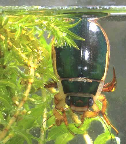Réf. 203 579 : Dytiscus marginalis