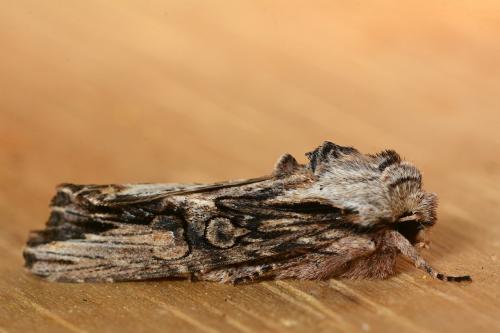 Egira conspicillaris