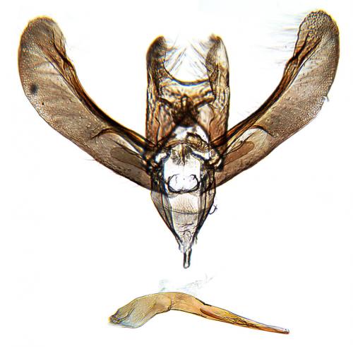 Elachista canapennella