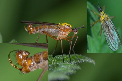 Réf. 203 453 : Empis trigramma