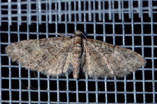 Réf. 203 317 : Eupithecia abbreviata