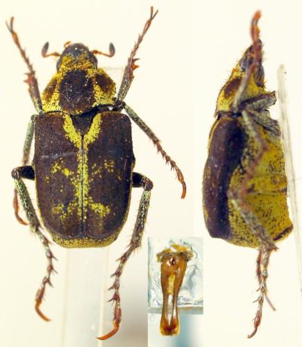 Réf. 203 359 : Ectinohoplia sp.