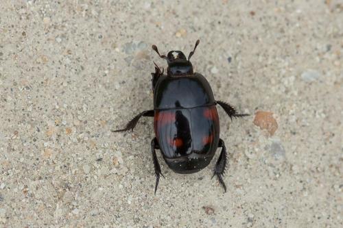 Hister quadrimaculatus