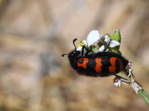 Hycleus ornatus