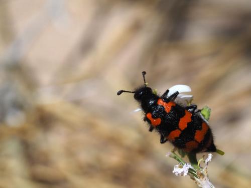 Hycleus ornatus