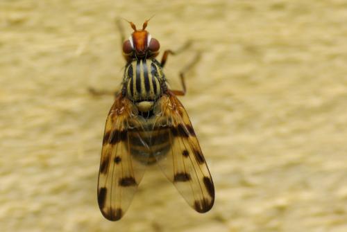 Otites porcus