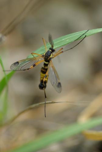 Ctenophora festiva