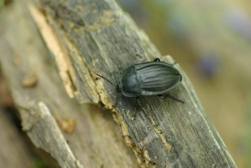 Réf. 203 600 : Silpha carinata
