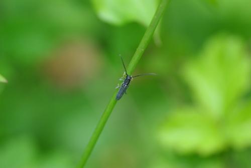 Phytoecia cylindrica