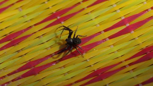 Réf. 203 156 : Xysticus sp.