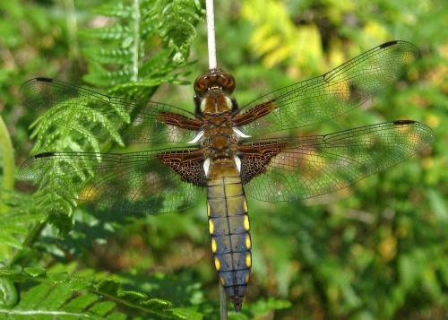 Libellula depressa