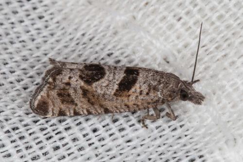 Eriopsela quadrana