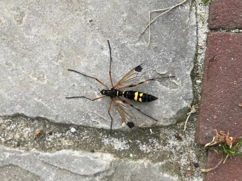 Réf. 203 961 : Ctenophora festiva