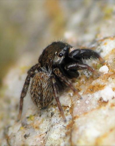 Euophrys herbigrada