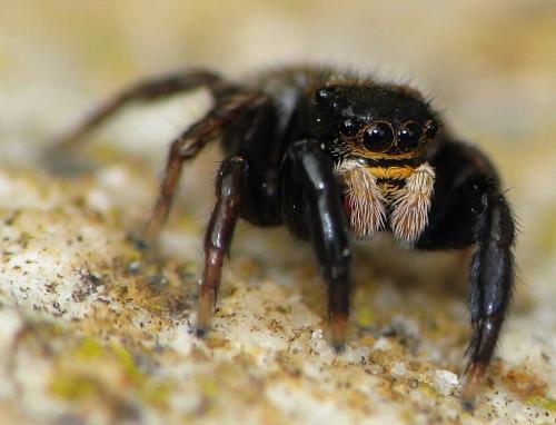 Euophrys herbigrada