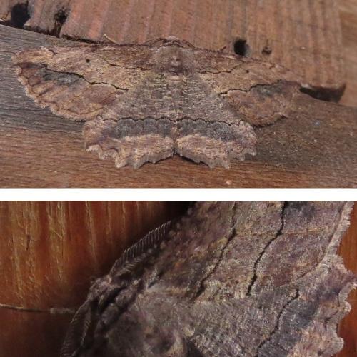 Menophra abruptaria