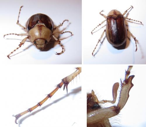 Rhizotrogus sp.