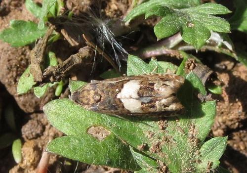 Epiblema sp.