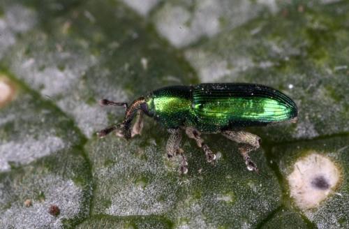 Réf. 203 771 : Aulacobaris cuprirostris