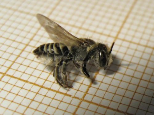 Megachile sp.