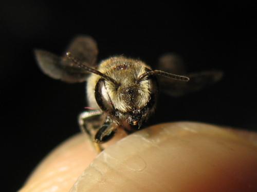 Megachile sp.