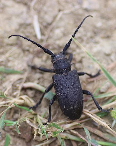 Réf. 203 684 : Lamia textor