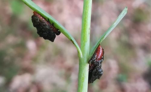Lilioceris sp.