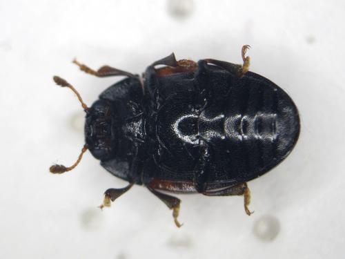 Tritoma bipustulata