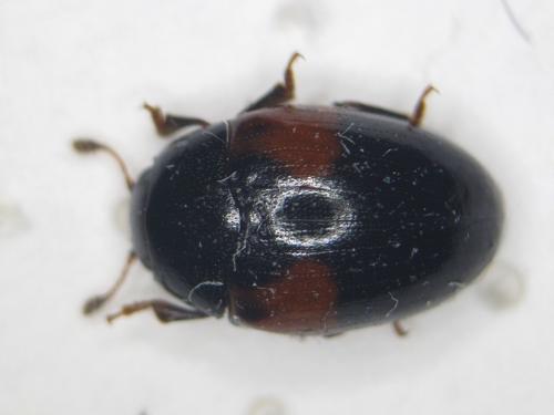 Réf. 203 769 : Tritoma bipustulata