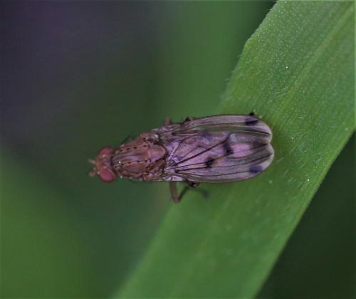 Suillia variegata