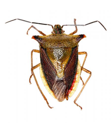 Acrocorisellus serraticollis