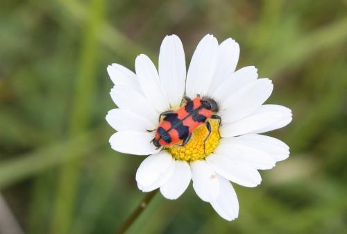 Réf. 203 107 : Trichodes alvearius