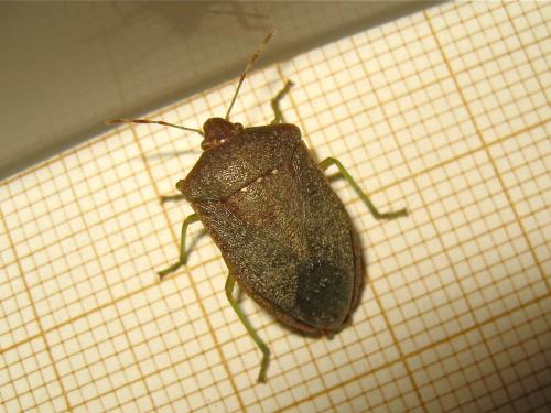 Nezara viridula